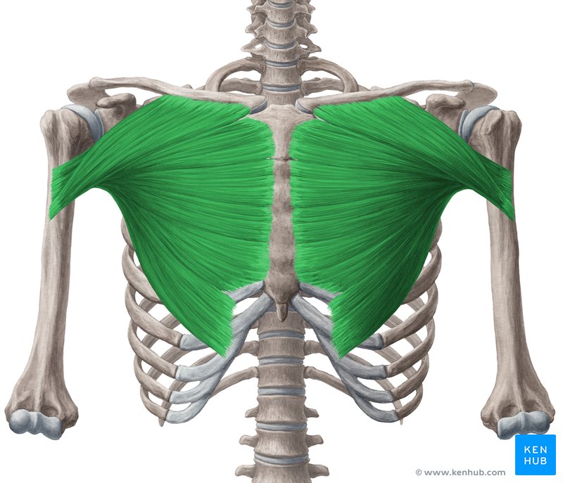 Pectoralis major muscle (green) - anterior view