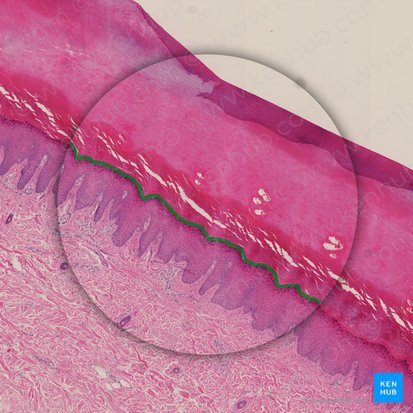 Stratum lucidum of epidermis (Stratum lucidum epidermis); Image: 