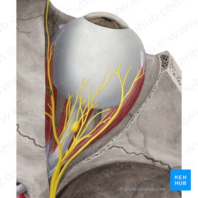 Anterior ethmoidal nerve (Nervus ethmoidalis anterior); Image: Yousun Koh