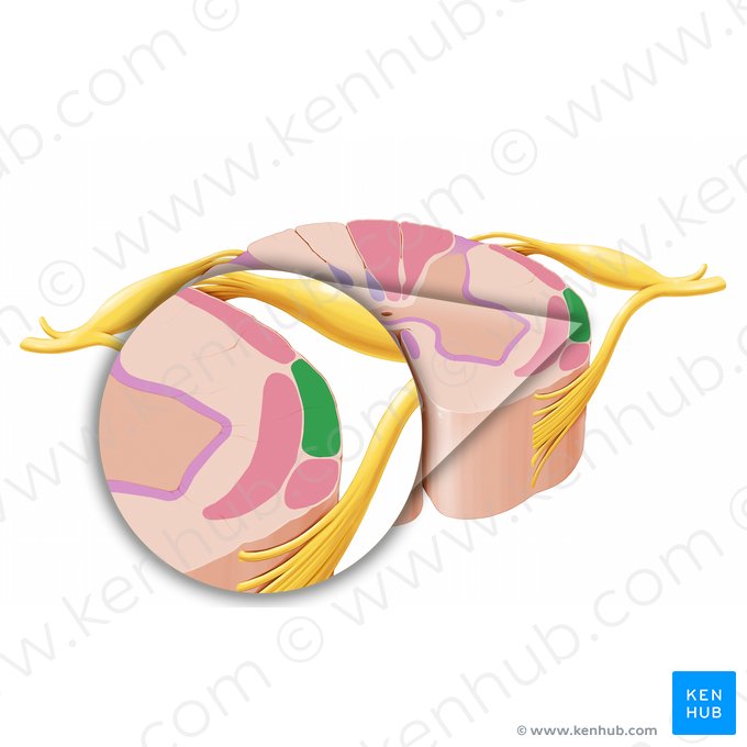 Anterior spinocerebellar tract (Tractus spinocerebellaris anterior); Image: Paul Kim