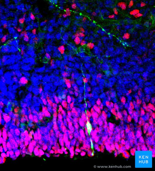 Immunohistochemistry (neural stem cells)