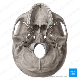 Greater palatine foramen (Foramen palatinum majus); Image: Yousun Koh