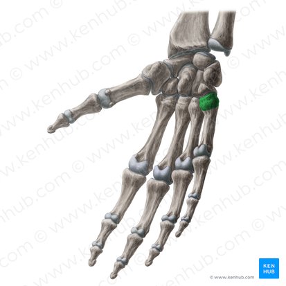 Base do 5.º metacarpal (Basis ossis metacarpi 5); Imagem: Yousun Koh