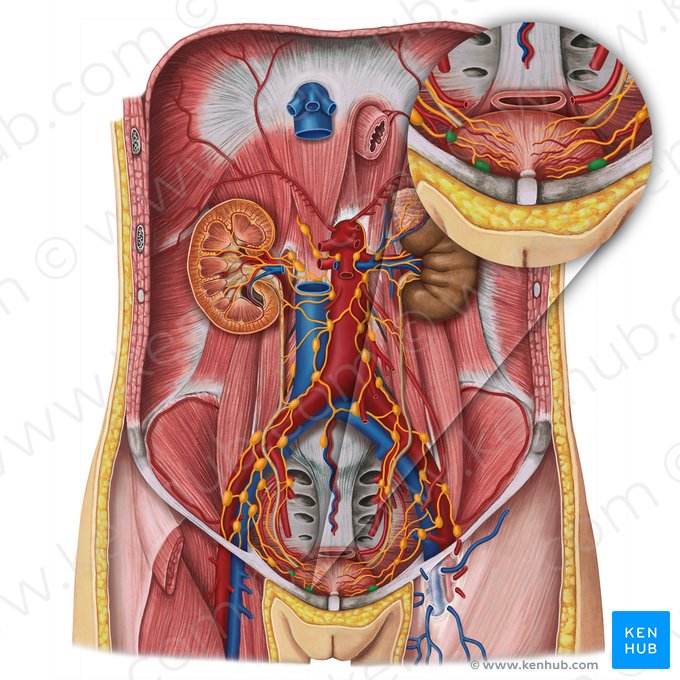 Paravesical lymph nodes (Nodi lymphoidei paravesicales); Image: Esther Gollan