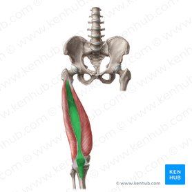 Músculo vasto intermédio (Musculus vastus intermedius); Imagem: Liene Znotina