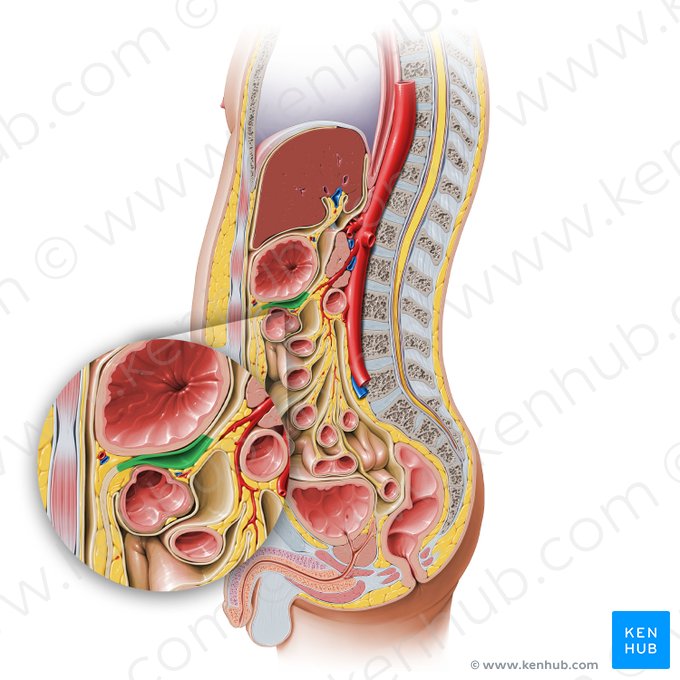Inferior recess of omental bursa (Recessus inferior bursae omentalis); Image: Paul Kim