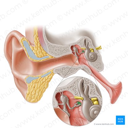 Base del estribo (Basis stapedis); Imagen: Paul Kim