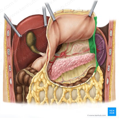 Gastrosplenic ligament (Ligamentum gastrosplenicum); Image: Esther Gollan