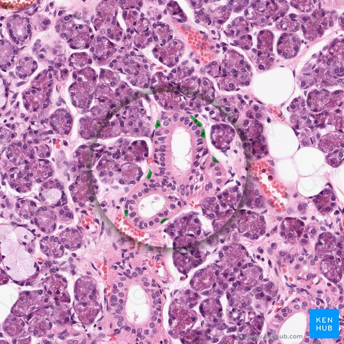 Células mioepiteliais (Myoepitheliocyti); Imagem: 