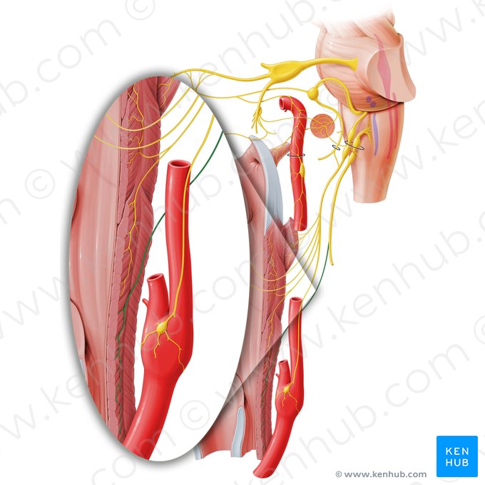 Pharyngeal branch of vagus nerve (Ramus pharyngeus nervi vagi); Image: Paul Kim