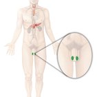 Hoden (Testis)