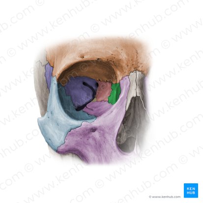 Osso lacrimal (Os lacrimale); Imagem: Paul Kim