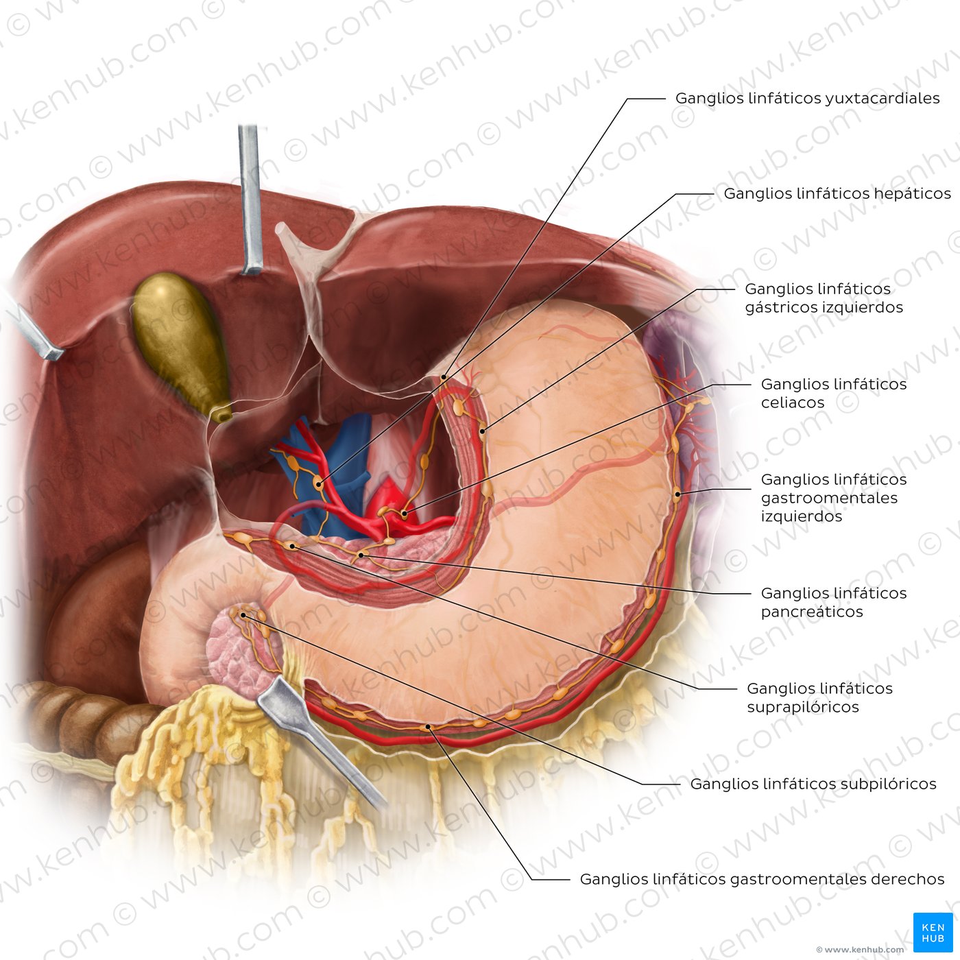 Lymphatics of the stomach and liver (anterior view)