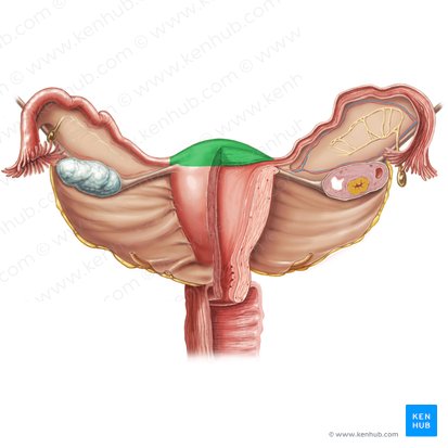 Fundus of uterus (Fundus uteri); Image: Samantha Zimmerman