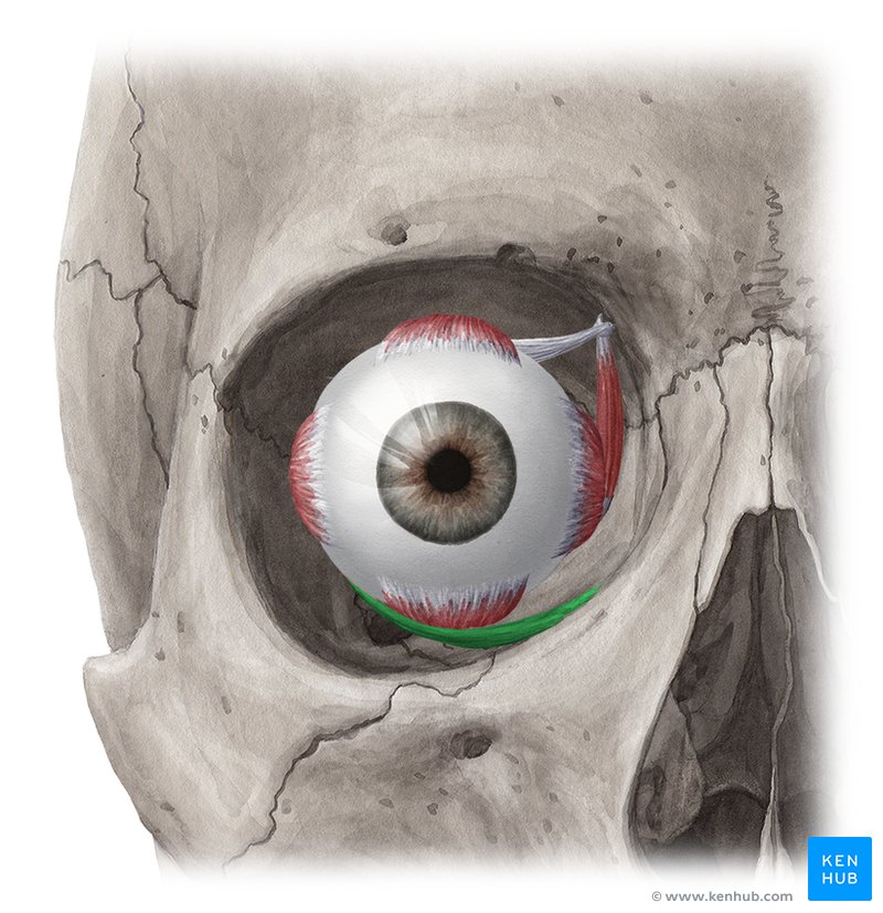 Inferior oblique muscle - ventral view