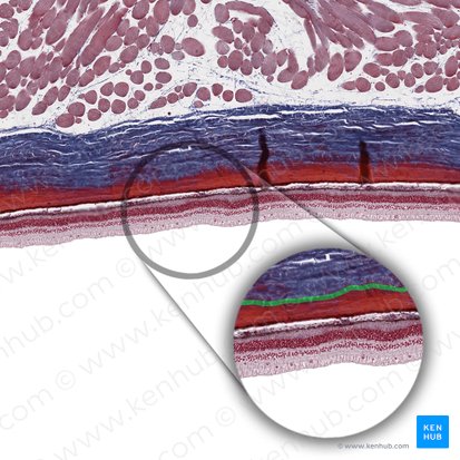 Suprachoroidal lamina (Lamina suprachoroidea); Image: 