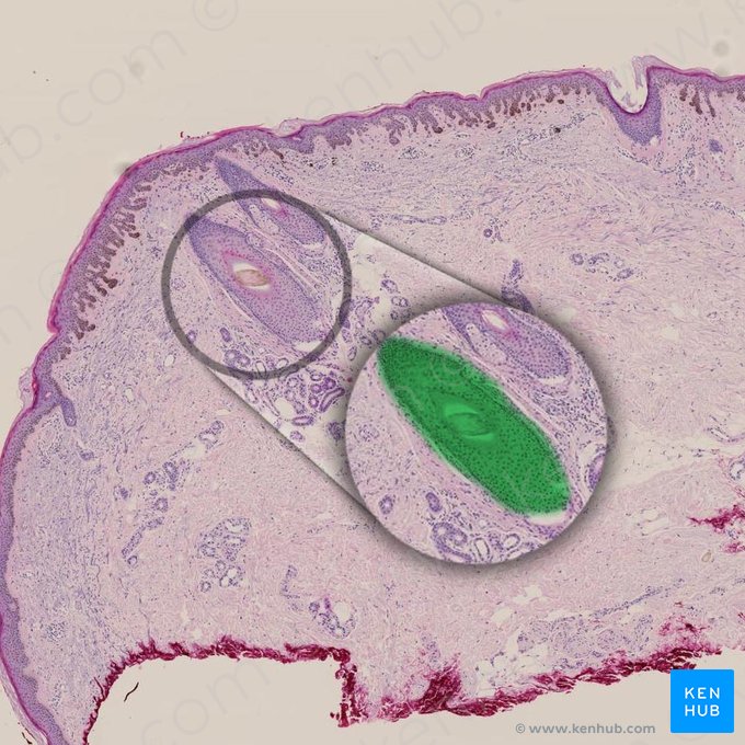 Folículo piloso (Folliculus pili); Imagen: 