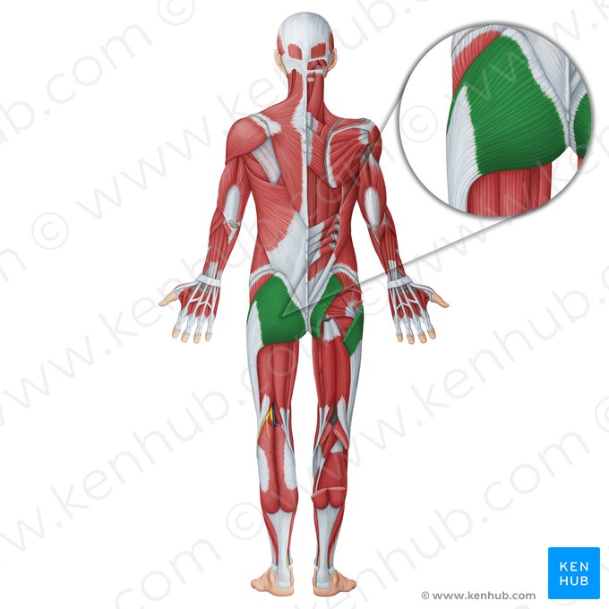 Gluteus maximus muscle (Musculus gluteus maximus); Image: Irina Münstermann