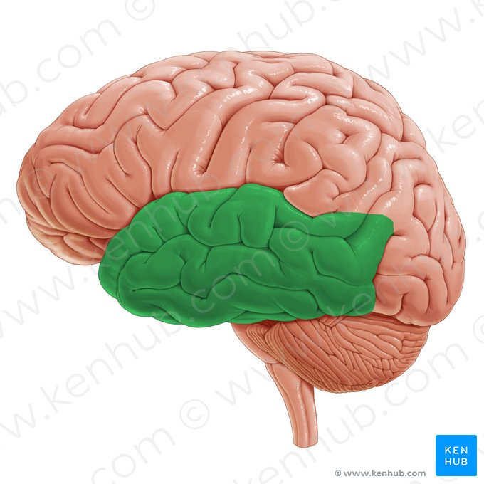 Lóbulo temporal (Lobus temporalis); Imagen: Paul Kim