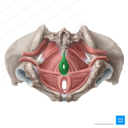 Músculo esfíncter externo do ânus (Musculus sphincter externus ani); Imagem: Liene Znotina