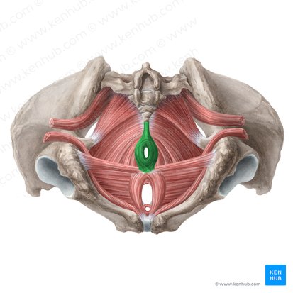 Musculus sphincter externus ani (Äußerer Afterschließmuskel); Bild: Liene Znotina