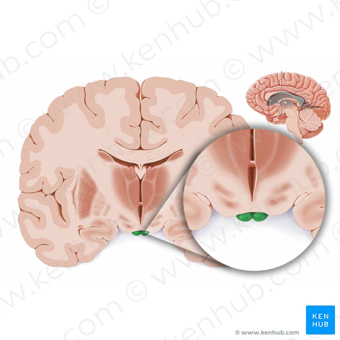 Mammillary body (Corpus mamillare); Image: Paul Kim