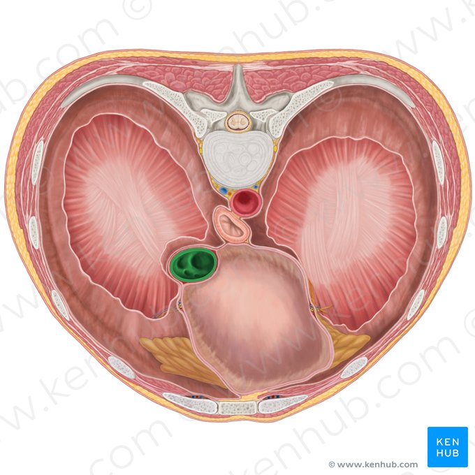 Vena cava inferior (Untere Hohlvene); Bild: Brendon Farley