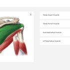 Anatomy quiz questions: Your secret to success