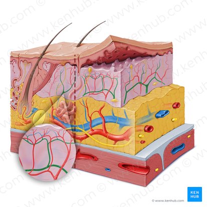 Plexo venoso dermo-hipodérmico (Plexus venosus dermalis); Imagem: Paul Kim