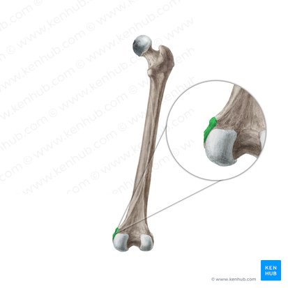 Epicóndilo medial del fémur (Epicondylus medialis femoris); Imagen: Liene Znotina