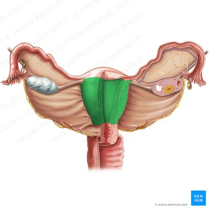 Cuerpo del utero (Corpus uteri); Imagen: Samantha Zimmerman