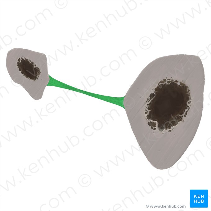 Membrana interóssea da perna (Membrana interossea cruris); Imagem: Tal Bavli Ziv