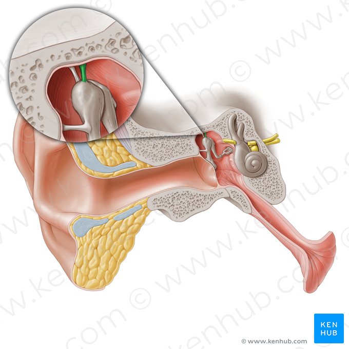 Ligamento superior del martillo (Ligamentum superius mallei); Imagen: Paul Kim