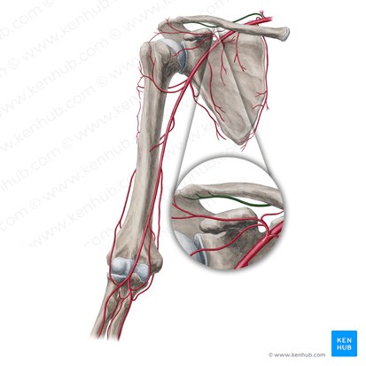 Suprascapular artery (Arteria suprascapularis); Image: Yousun Koh