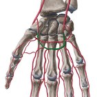 Superficial palmar arch