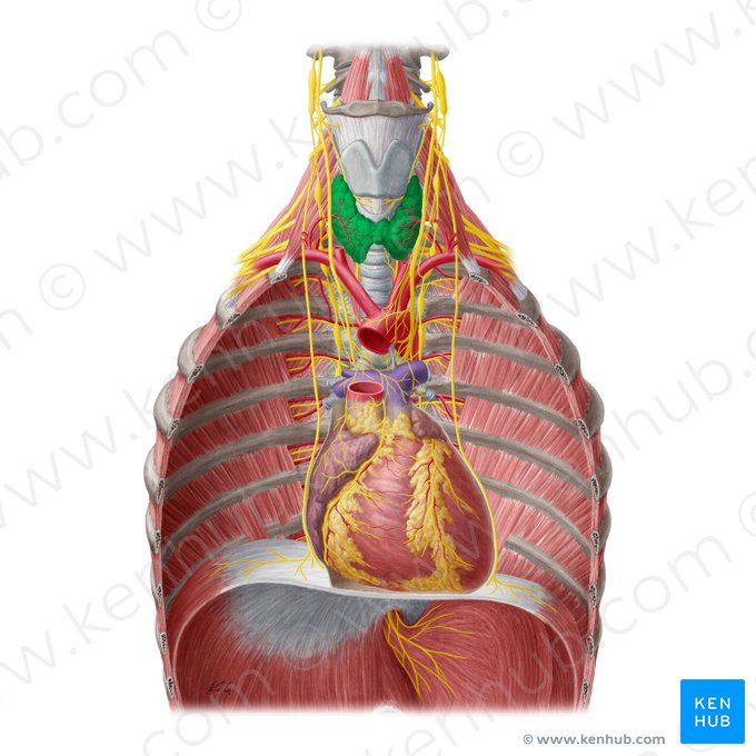 Glândula tireoide (Glandula thyroidea); Imagem: Yousun Koh