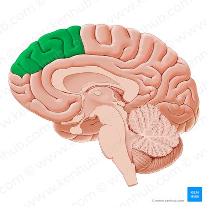 Corteza prefrontal dorsomedial (Cortex prefrontalis dorsomedialis); Imagen: Paul Kim
