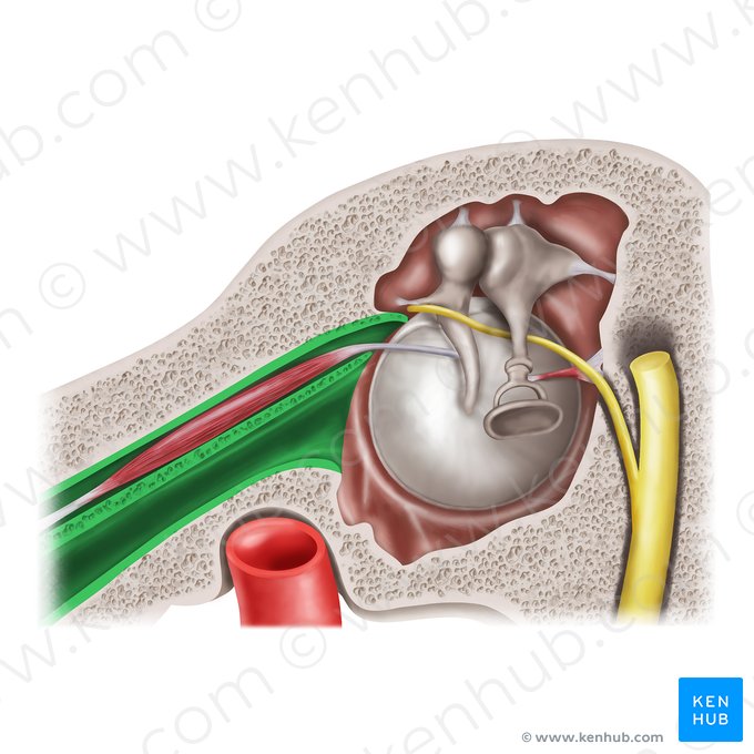 Conducto musculotubárico (Canalis musculotubarius); Imagen: Mao Miyamoto