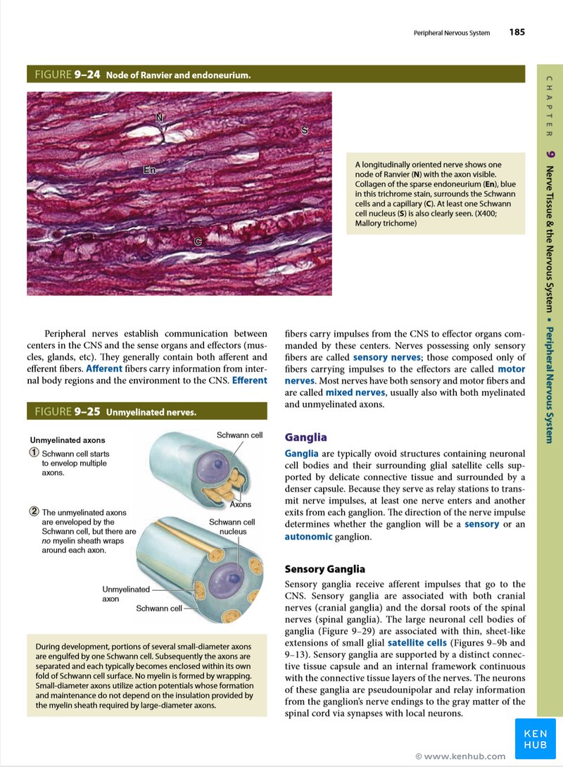 Junqueira's Basic Histology - Sample Illustrations