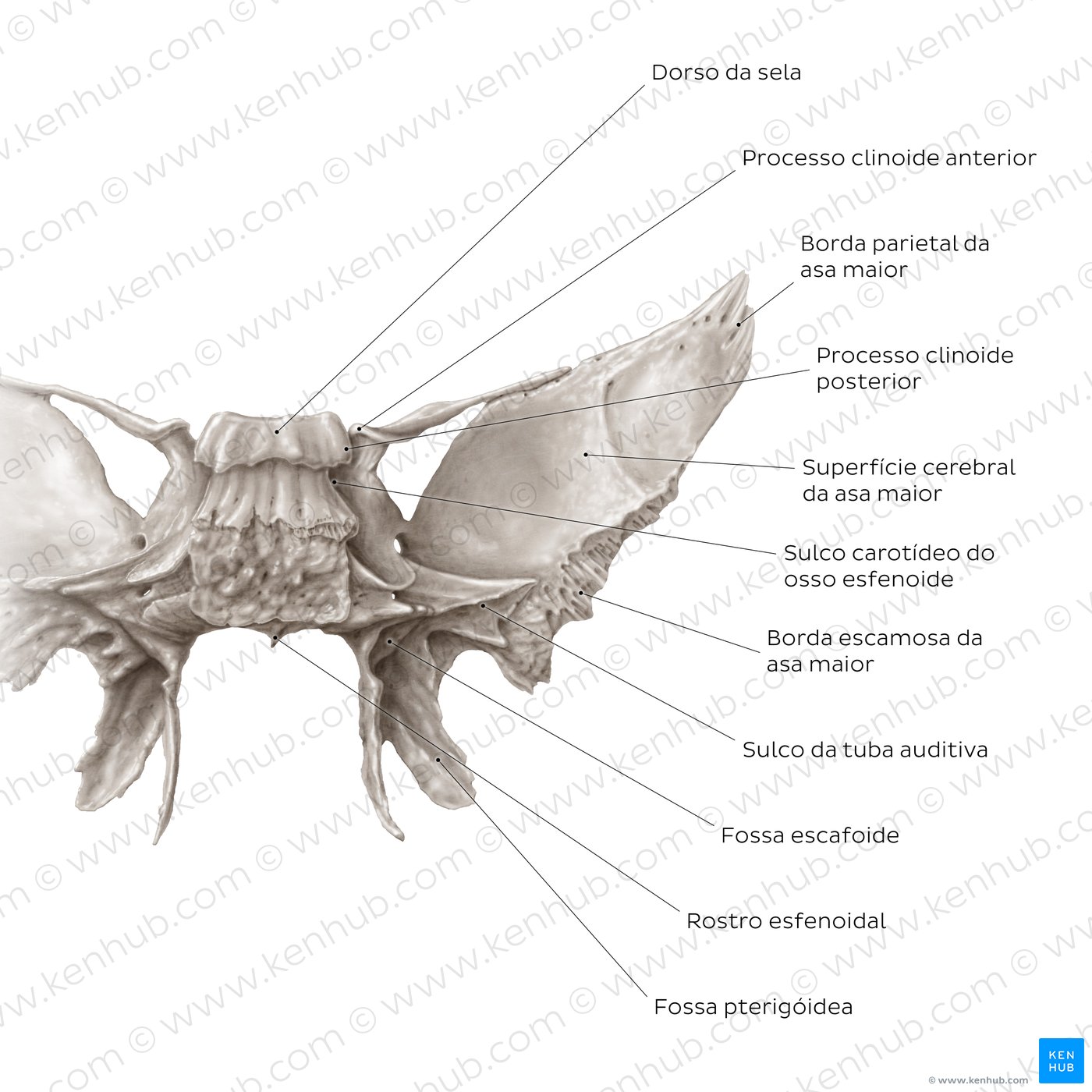 Osso esfenoide (vista posterior)