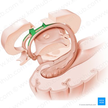 Septum pellucidum; Image: Paul Kim