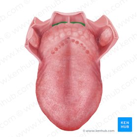 Epiglottic vallecula (Vallecula epiglottica); Image: Begoña Rodriguez