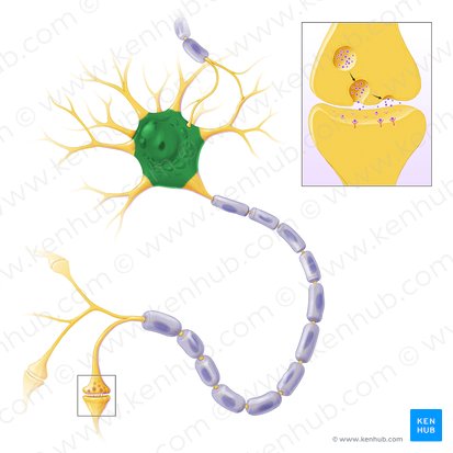 Cell body of neuron (Soma); Image: Paul Kim