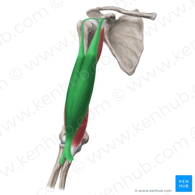 Musculus biceps brachii (Zweiköpfiger Oberarmmuskel); Bild: Yousun Koh