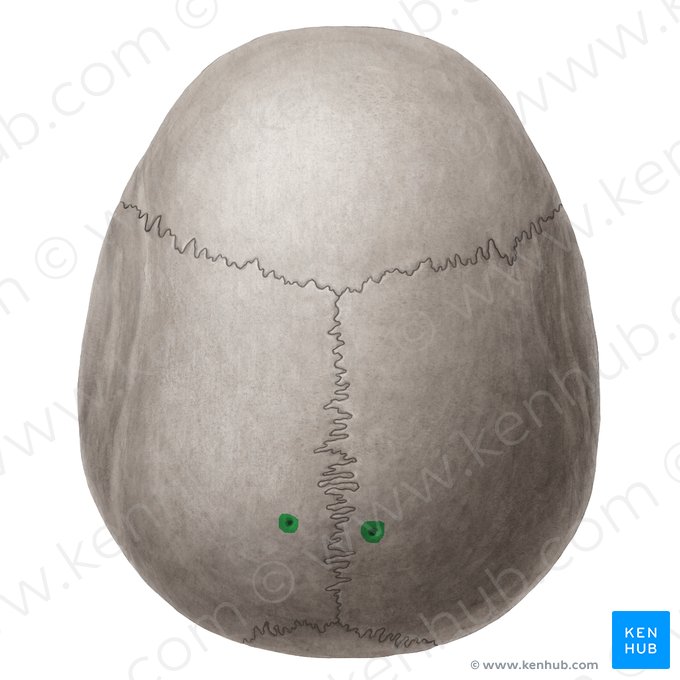 Parietal foramen (Foramen parietale); Image: Yousun Koh