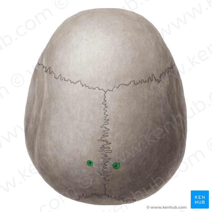 Foramen parietal (Foramen parietale); Imagen: Yousun Koh