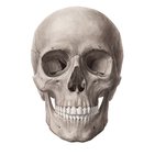 Anatomía del cráneo
