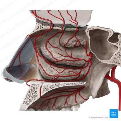 Arteria ethmoidalis posterior (Hintere Siebbeinarterie); Bild: Begoña Rodriguez