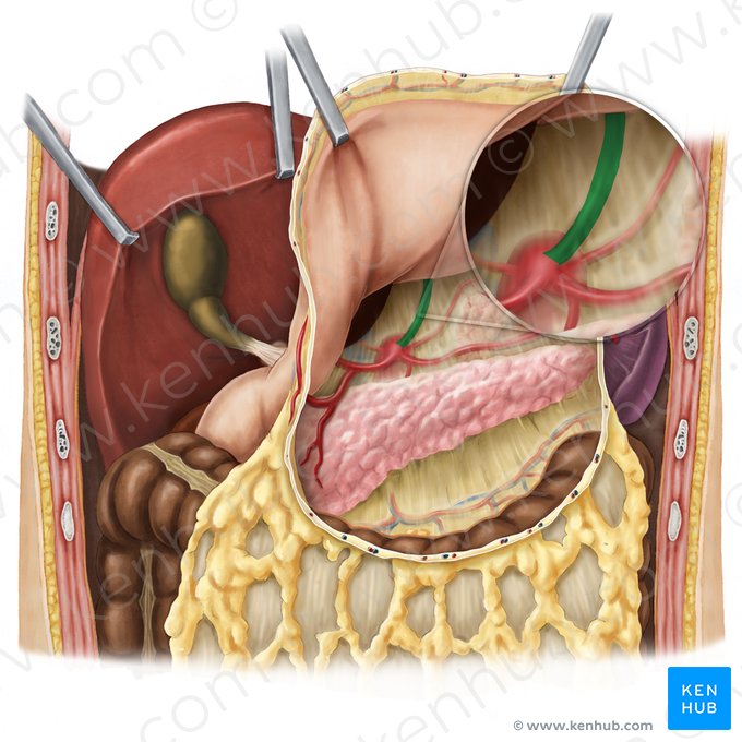 Artéria gástrica esquerda (Arteria gastrica sinistra); Imagem: Esther Gollan