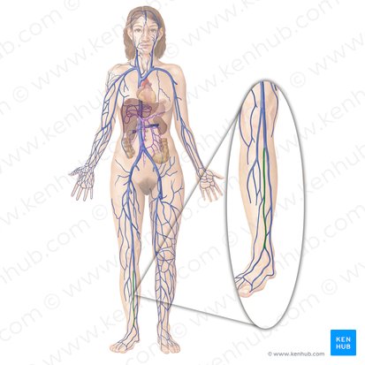 Veia tibial anterior (Vena tibialis anterior); Imagem: Begoña Rodriguez